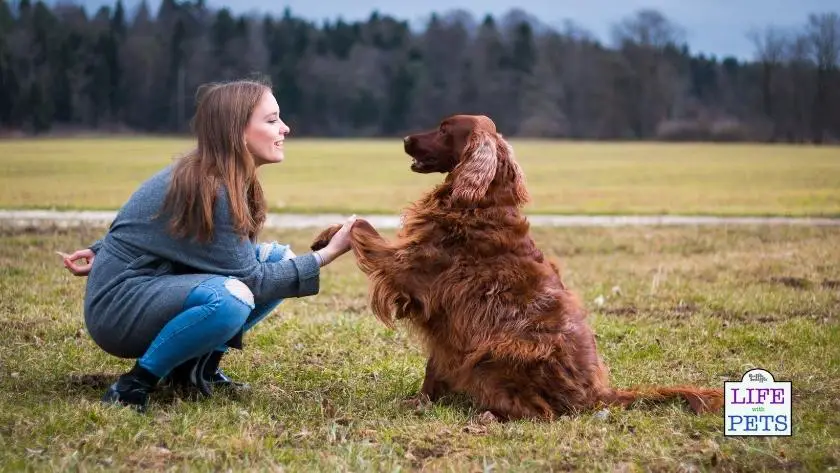 Train Your Dog Like The Pros: Tips for success train your dog like the pros