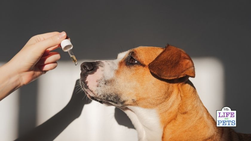 CBD oil for dogs