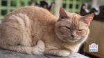 Cat Sleeping Position - Original Photo © 2021 Sarah-Jane White