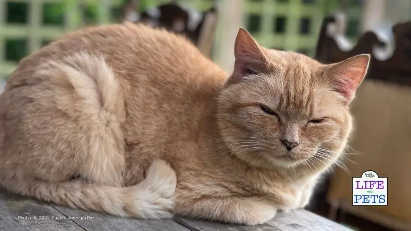 Cat Sleeping Position - Original Photo © 2021 Sarah-Jane White