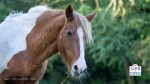 Horse Photography by Sarah-Jane White COPYRIGHT 2021