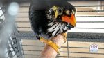 Myna birds - why do they talk