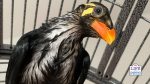 Myna birds - bath a lot