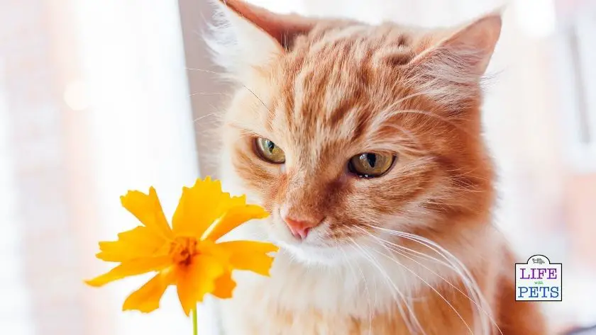 bored indoor cat ideas to try