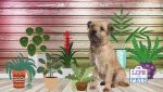 dog friendly plants for beginners