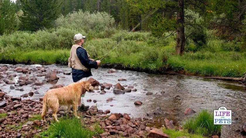 going fishing with your dog