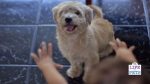 how to introduce a puppy to a child
