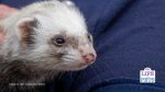 keeping pet ferrets