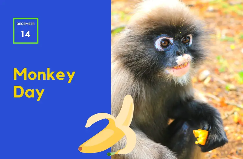 monkey day december 14