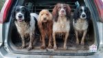 muddy dog - how to keep your dog clean