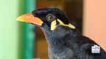myna bird talking teaching tips