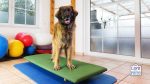 physiotherapy dog