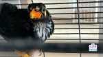 teach your bird to talk