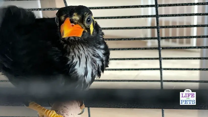 50 More Words and Phrases to Teach Your Pet Bird to Say