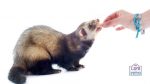 what treats can i feed my ferret