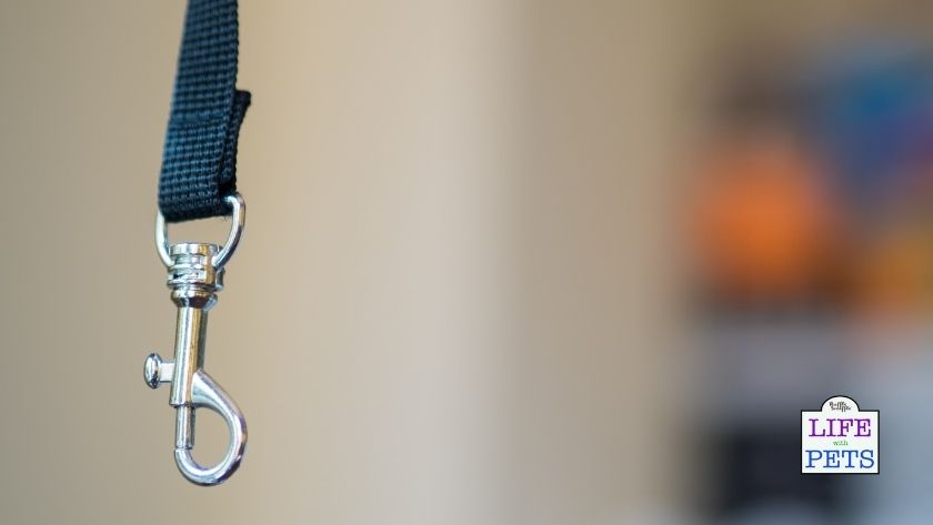 Handling Lost, Found and Stray Dogs Handling lost and stolen dogs