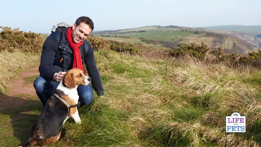 How Hiking Can Improve a Dog's Overall Health benefits of hiking with your dog