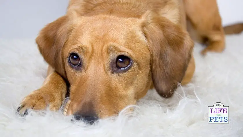 pet depression