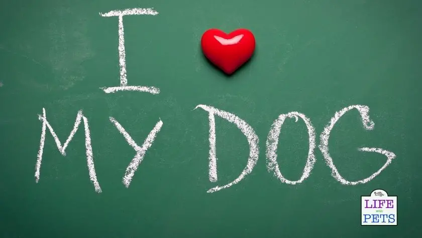 Falling in love with your dog