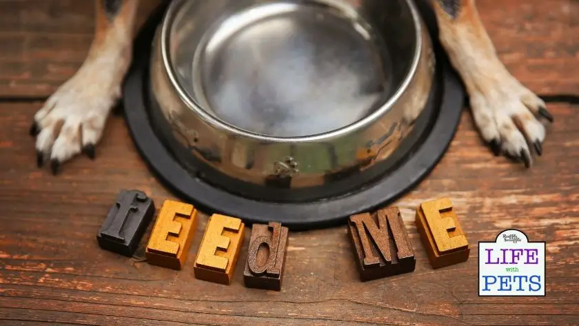 dog food allergy and sensitivities