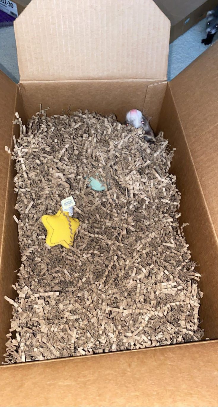 Build Your Ferret a Dig Box - Fun and Easy DIY Project Ferret Dig Box