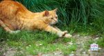 Make Your Garden a Cat Paradise -kitty