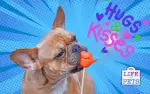 dog dogs understand when you kiss them