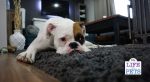 fighting boredom in dogs