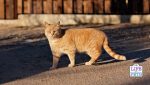 primordial pouch in a cat