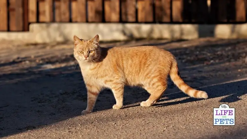 primordial pouch in a cat