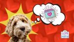 5 first dates for dog lovers-2