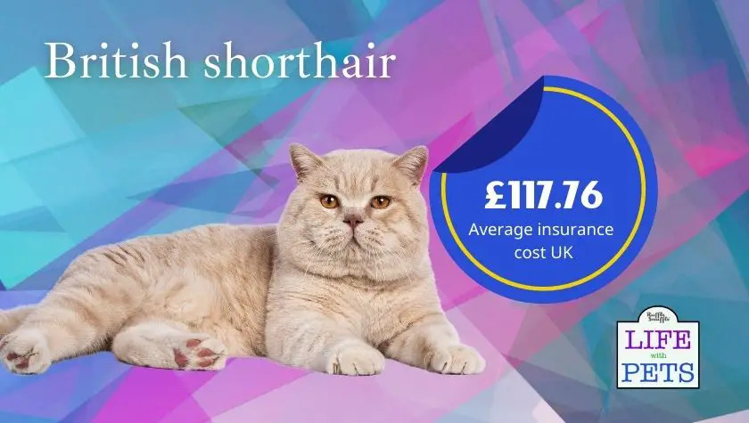 british shorthair