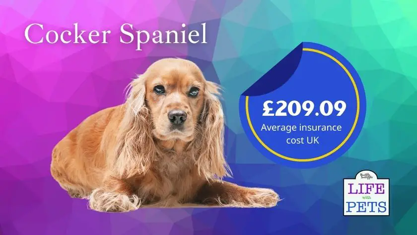cocker spaniel
