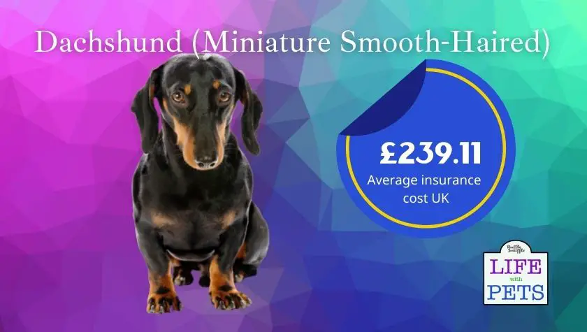 dachshund