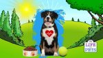 Dog Care Guide Top Tips To Help Your Dog Stay Healthy