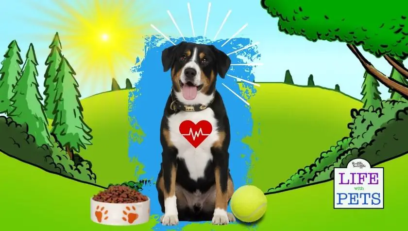 Dog Care Guide Top Tips To Help Your Dog Stay Healthy