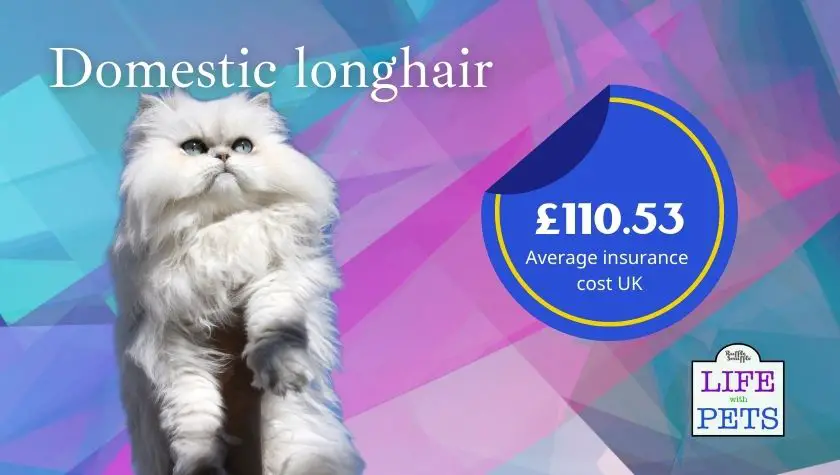 domestic longhair