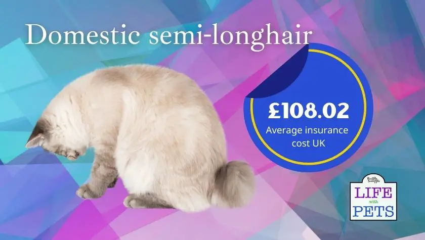 domestic semi-longhair