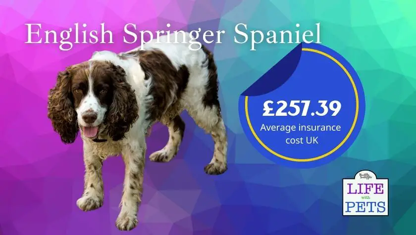 English springer spaniel