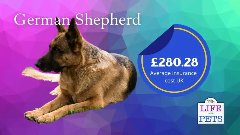 german shepherd