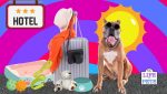 How to Take Your Dog To a Hotel for the First Time