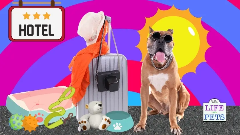 How to Take Your Dog To a Hotel for the First Time
