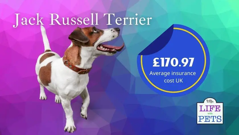 jack russell