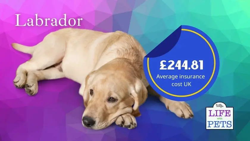 labrador
