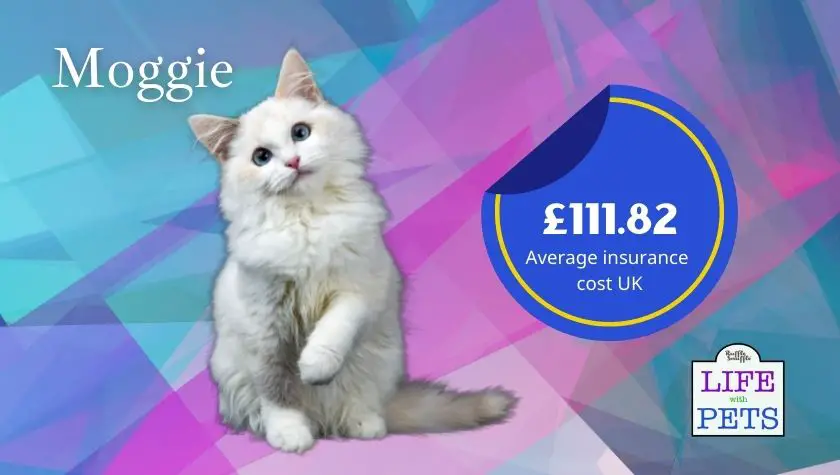 moggie