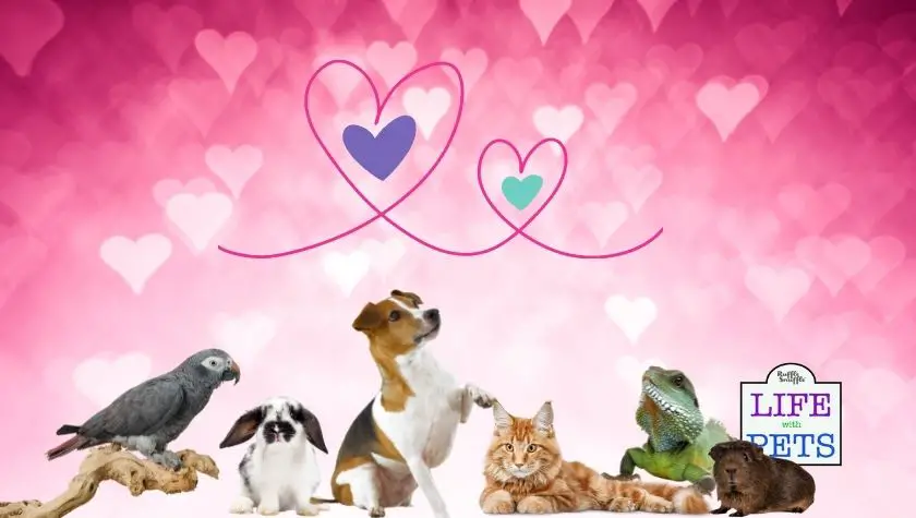 Pets and their influence on healthy relationships