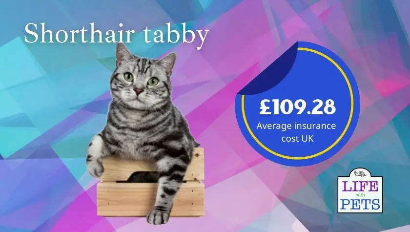 shorthair tabby