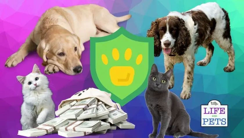 The UK’s top 10 cat and dog types revealed and how much they cost to insure