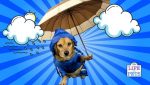 does your dog need a coat