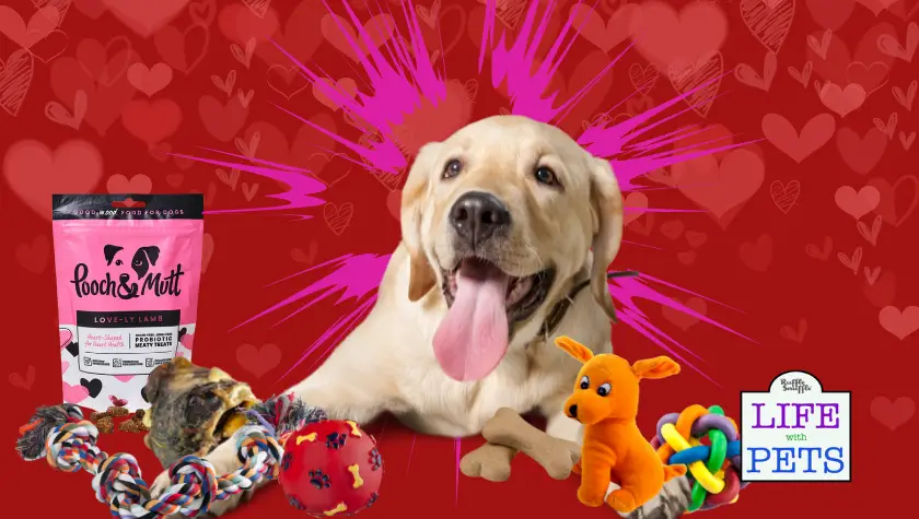 dog valentines box pooch and mutt